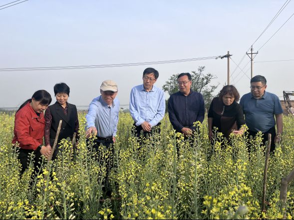 m6米乐下载科技加持济源成为全球最大的十字花科蔬菜种子生产基地(图8)