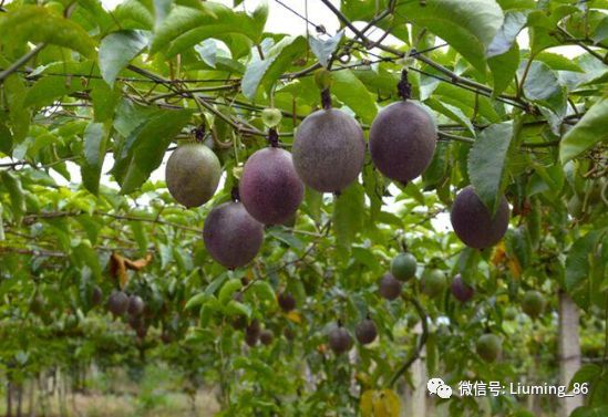 有100种水果的香味放“烂了”才好吃国内种植多年市场却少见(图4)