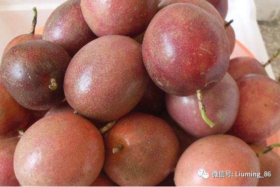有100种水果的香味放“烂了”才好吃国内种植多年市场却少见(图5)