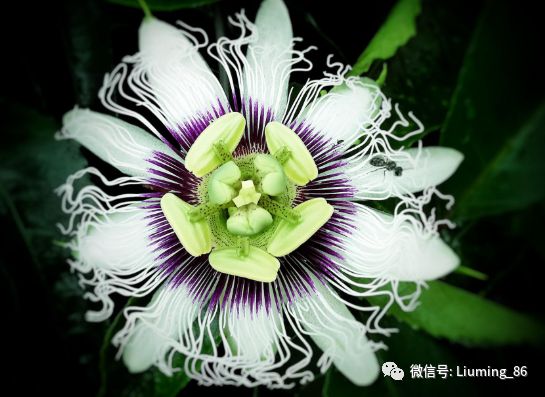 有100种水果的香味放“烂了”才好吃国内种植多年市场却少见(图2)