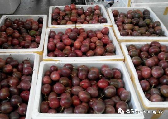 有100种水果的香味放“烂了”才好吃国内种植多年市场却少见(图3)