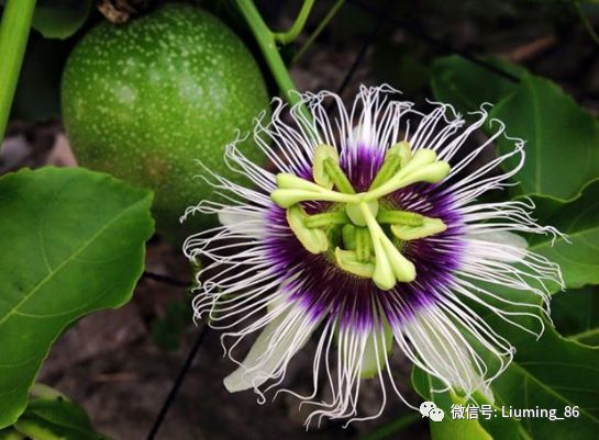 有100种水果的香味放“烂了”才好吃国内种植多年市场却少见(图1)