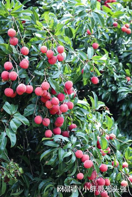 有“岭南四大名果”之称的水果是荔枝、香蕉、木瓜和什么？(图1)