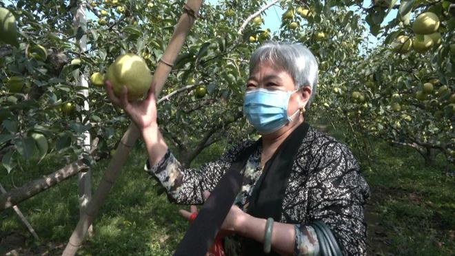 瓜果飘香迎丰收 果农采摘正当时(图4)