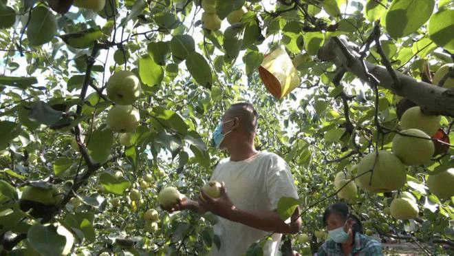 瓜果飘香迎丰收 果农采摘正当时(图2)