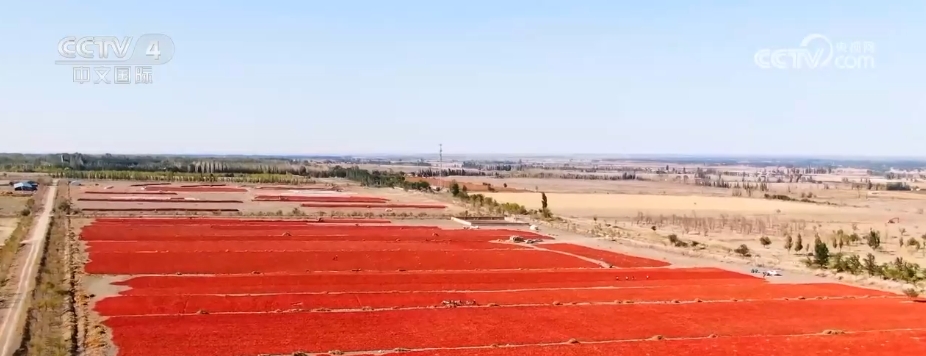 中国大地五谷丰登、瓜果飘香 一派丰收景象(图1)