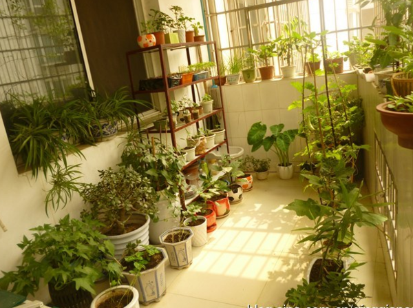 m6米乐app盆栽观赏蔬菜春节卖出好“钱景” 都市农夫不是梦(图4)