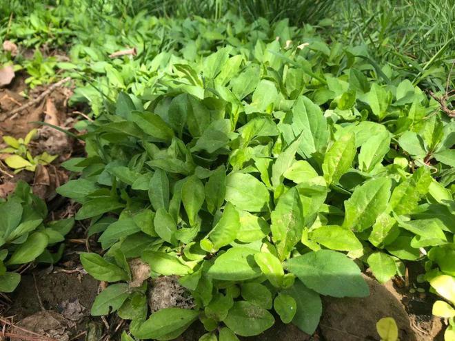 它是“高钾野菜”营养比菠菜还高城里目前6元斤错过5m6米乐平台月再等一年(图1)