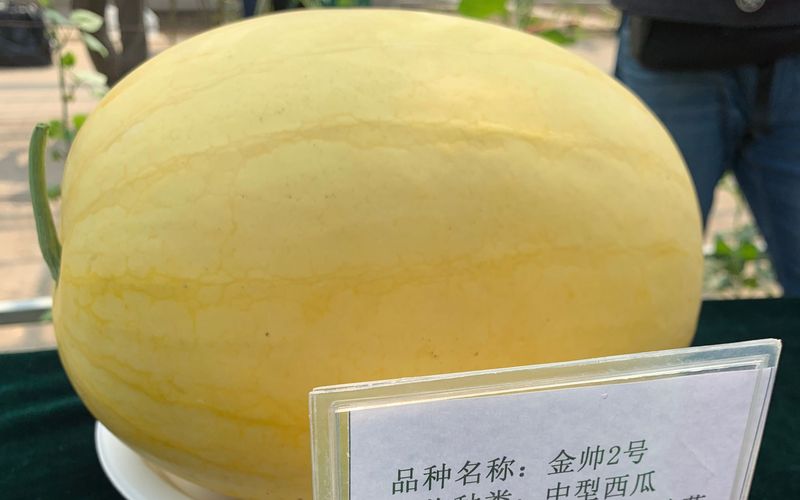 m6米乐网址203种西瓜齐聚 拇指大的西瓜您吃过吗？(图2)