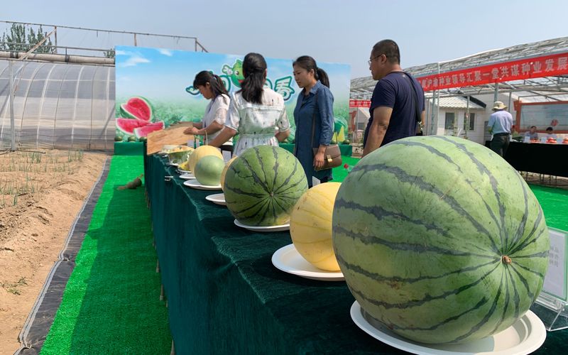 m6米乐网址203种西瓜齐聚 拇指大的西瓜您吃过吗？(图1)