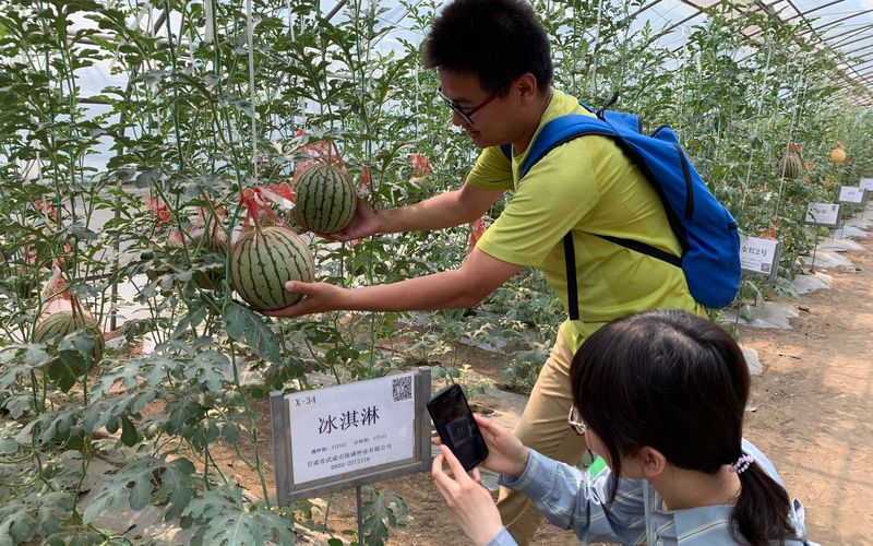 m6米乐网址203种西瓜齐聚 拇指大的西瓜您吃过吗？(图5)