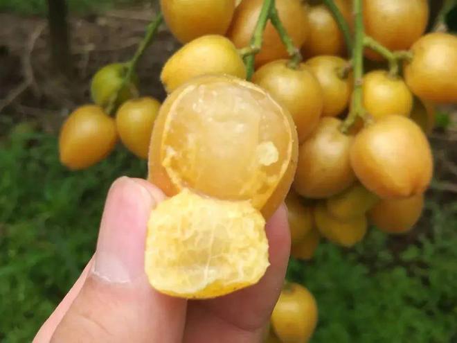 m6米乐下载可能是最娇贵的水果摘下1天就变味连皮带肉都能吃10元1斤正当季(图3)