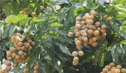 人称“果中之宝”是南方独有的水果花量大反而座果率低！(图2)