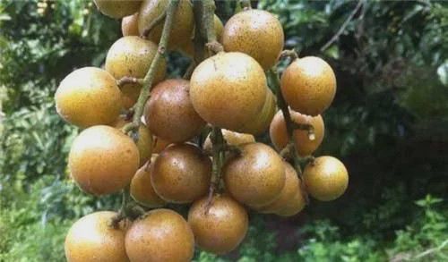 人称“果中之宝”是南方独有的水果花量大反而座果率低！(图1)