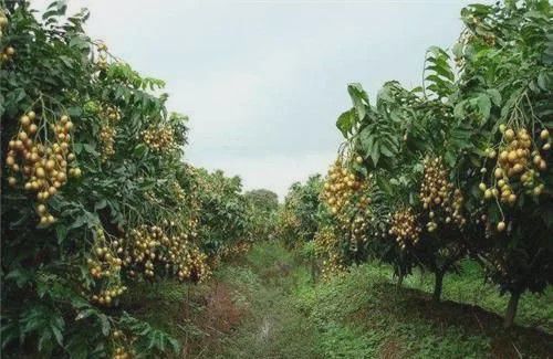 人称“果中之宝”是南方独有的水果花量大反而座果率低！(图5)