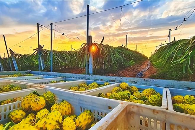 厄瓜多尔麒麟果进入我国市场比国产品种贵数倍网友：凭啥？(图8)