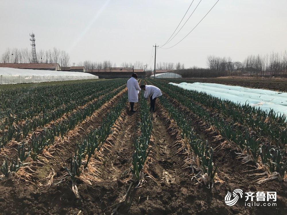 严苛标准倒逼质量提升 山东蔬菜出口日本增长翻倍(图3)