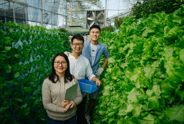 香港青年：我们在湾区种蔬菜(图2)