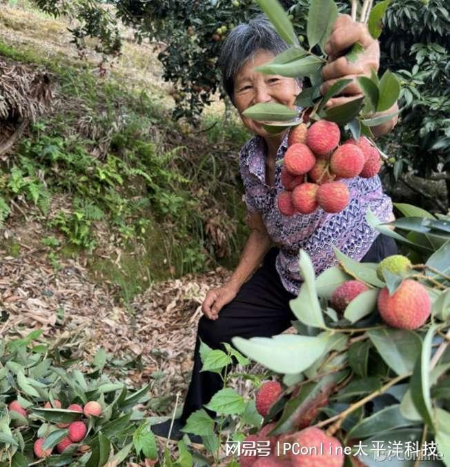 购买荔枝的好时机拼多多百亿补贴帮你巨省钱！(图8)