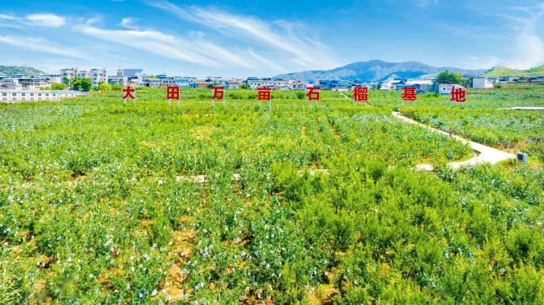 果大皮薄、味甜多汁！攀枝花大田石榴已正式开m6米乐平台园上市(图3)