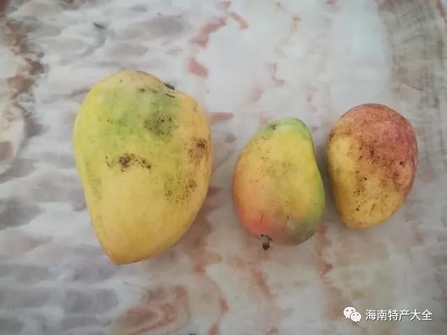 海南6月主要上市水果介绍你都吃过哪些？(图5)