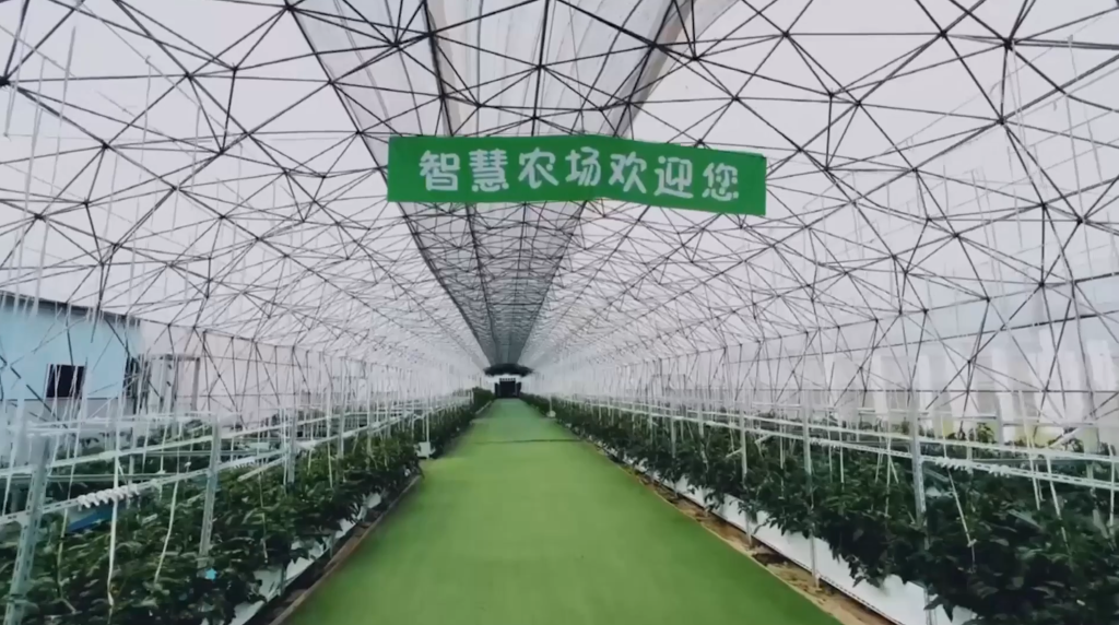 m6米乐app全球连线｜农业新篇：长在“空气”里的果蔬(图1)