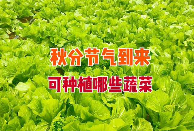秋分将至这5种蔬菜还可以种植耐寒性强菜农们错过要等明年(图1)