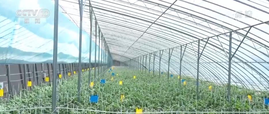 设施蔬菜“挑大梁” 丰富百姓“菜篮子”m6米乐网址(图6)