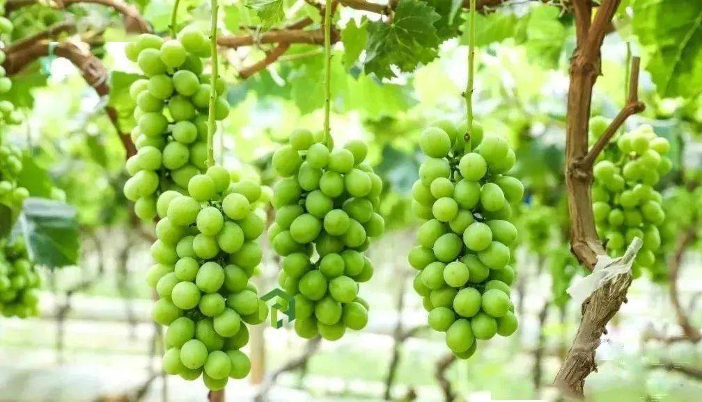 我国果树种植面积达184亿亩前十大果树作物m6米乐app是(图7)