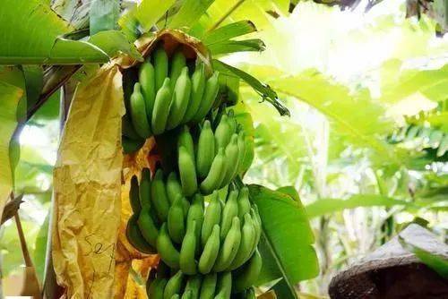 我国果树种植面积达184亿亩前十大果树作物m6米乐app是(图9)