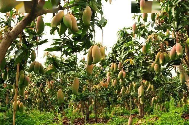 我国果树种植面积达184亿亩前十大果树作物m6米乐app是(图13)