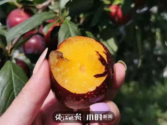 收藏！临安最全水果采摘攻略来了解锁今夏甜蜜(图6)