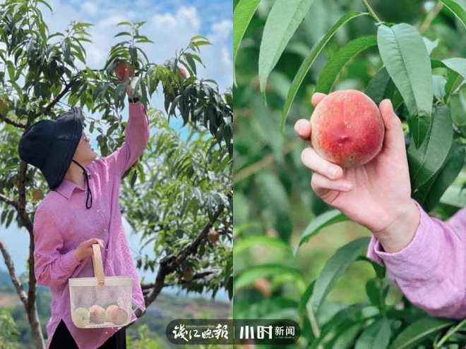 收藏！临安最全水果采摘攻略来了解锁今夏甜蜜(图7)