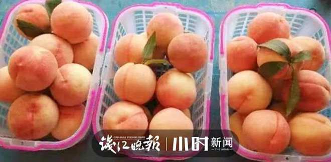 收藏！临安最全水果采摘攻略来了解锁今夏甜蜜(图5)