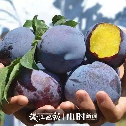 收藏！临安最全水果采摘攻略来了解锁今夏甜蜜(图2)