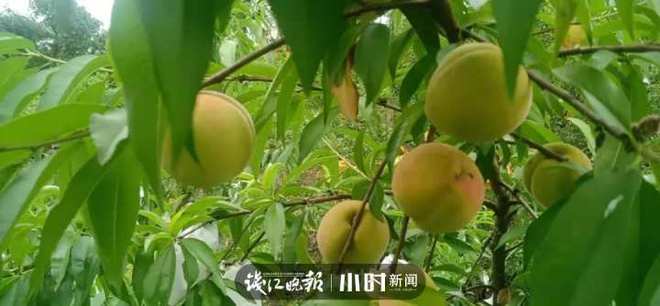 收藏！临安最全水果采摘攻略来了解锁今夏甜蜜(图4)