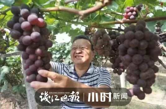 收藏！临安最全水果采摘攻略来了解锁今夏甜蜜(图10)