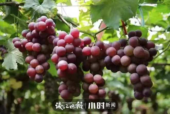收藏！临安最全水果采摘攻略来了解锁今夏甜蜜(图9)