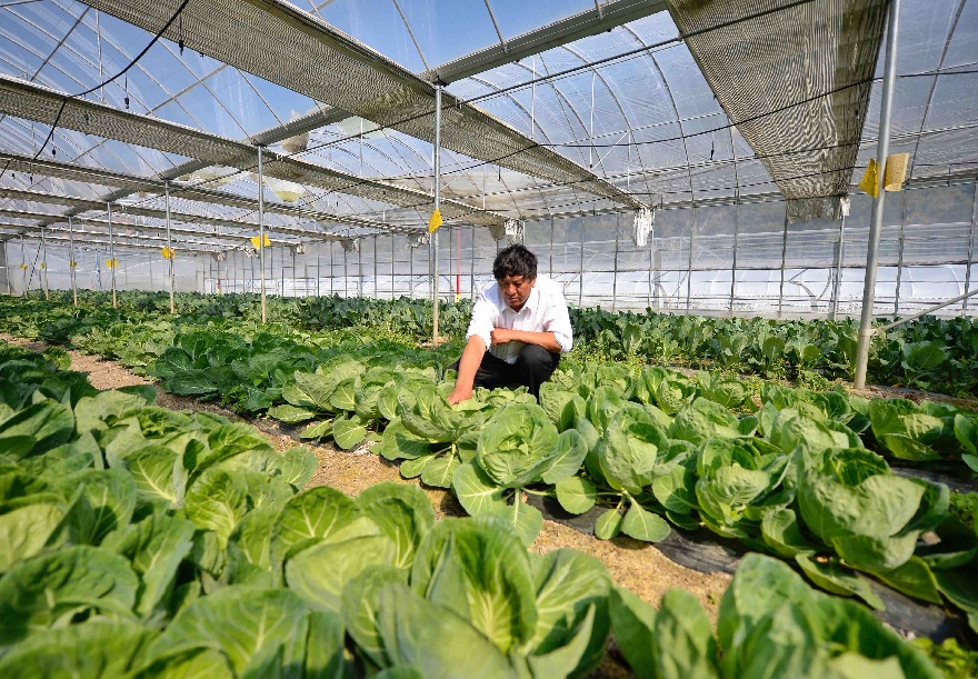 m6米乐下载【财经翻译官】菜为什么贵了？(图1)