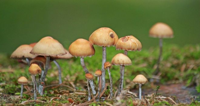 延缓衰老的食物--番薯、m6米乐网址蘑菇(图1)