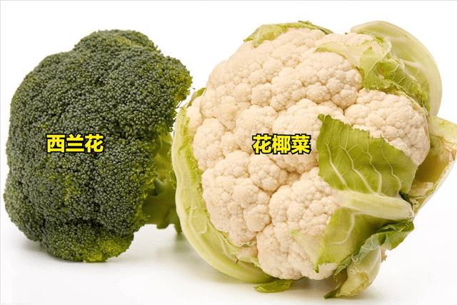 m6米乐网址26种蔬菜辨别图片带你认识不同的蔬菜和吃法买菜前不妨看看(图8)