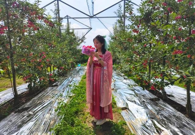 m6米乐网址香妃海棠苹果喜迎丰收！惊艳彬州 畅销南国(图4)