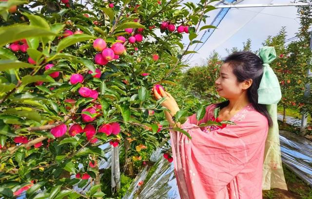 m6米乐网址香妃海棠苹果喜迎丰收！惊艳彬州 畅销南国(图2)