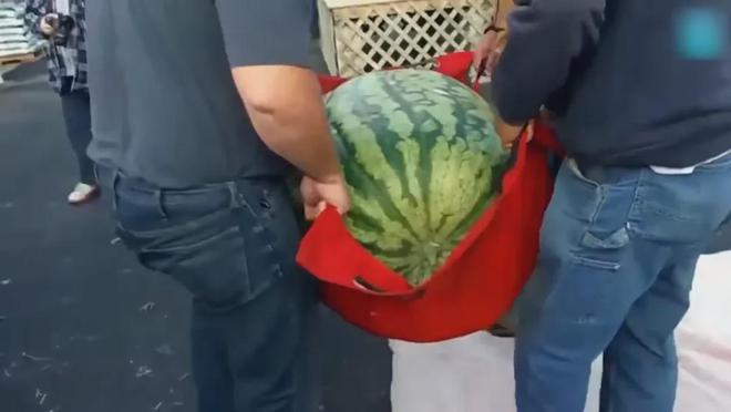 20种大自然的奇迹史上最大水果和蔬菜果蔬界的“巨人”(图6)
