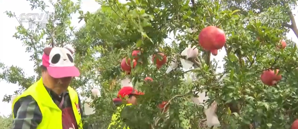 “面食+水果”解锁美食消费新方式 “甜蜜之路”上新“丰”景处处可见(图6)
