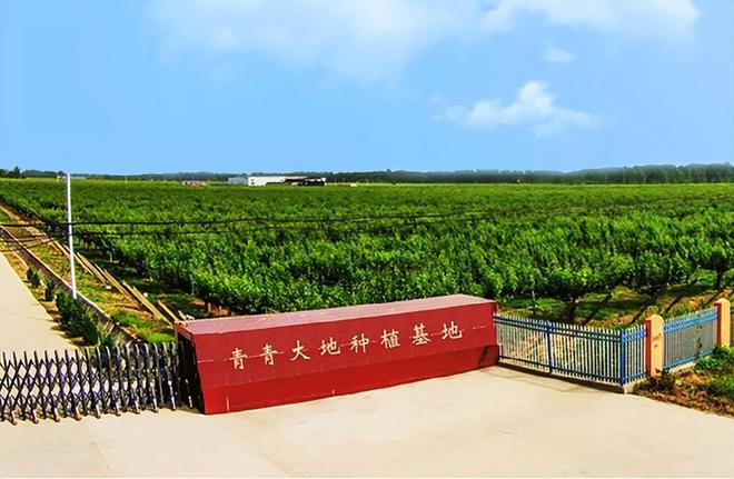 阳光玫瑰之后今年又一网红水果或将面临要过气奢侈梨变滞销梨(图19)