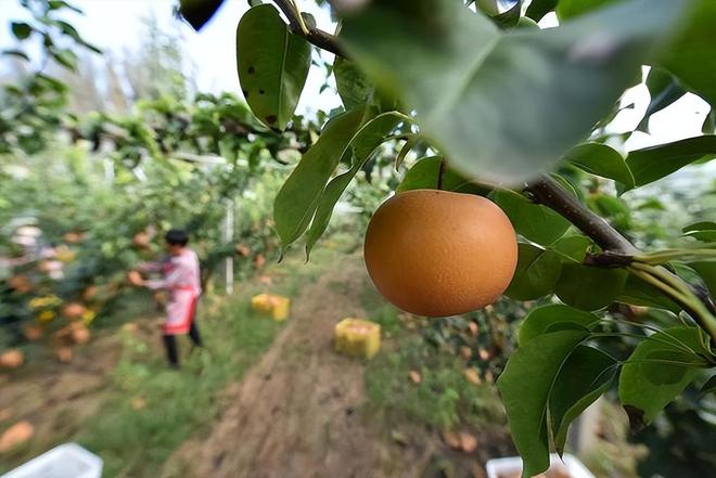 阳光玫瑰之后今年又一网红水果或将面临要过气奢侈梨变滞销梨(图8)