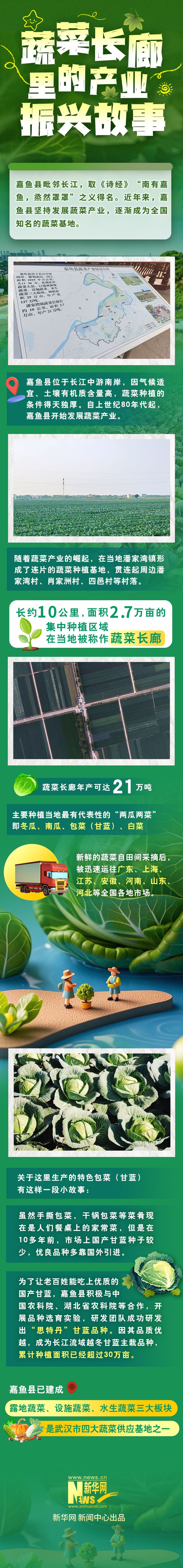 蔬菜长廊里的产业振兴故m6米乐下载事(图1)