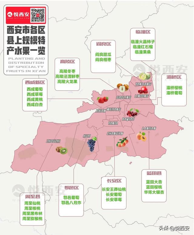 一到秋天西安人就被猕猴桃上强度了(图4)