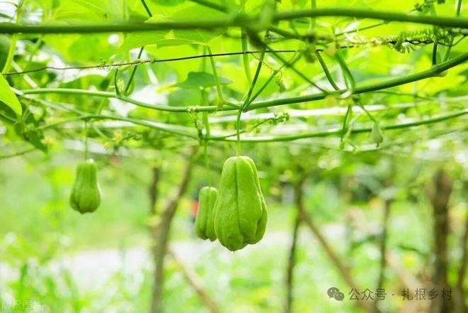 幸好我家没种这4种蔬菜产量高还不好吃老祖宗的严选信得过(图1)